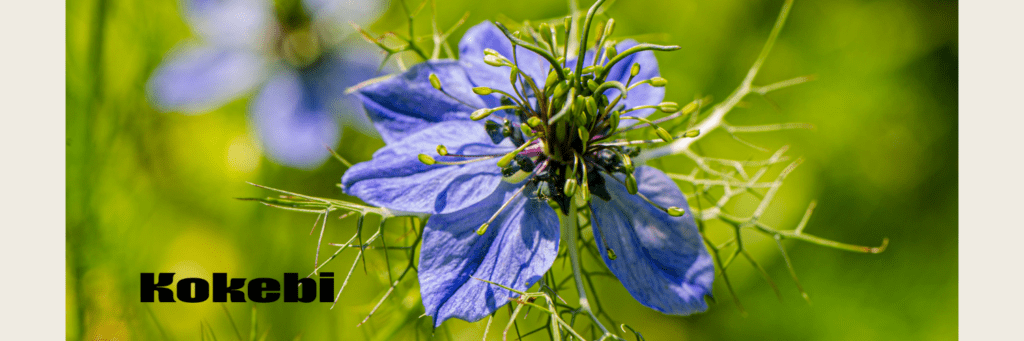 Schwarzkümmelöl, Blüte